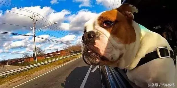 晕车的人可以学开车吗视频,晕车的人能学驾照开大车吗