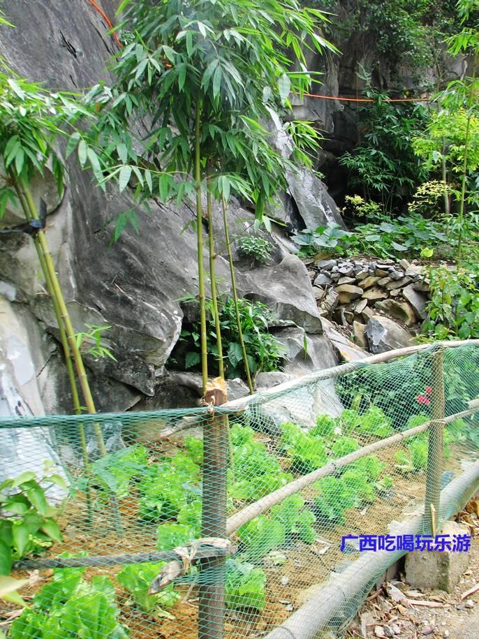 田东大石山区有个别墅村，蔬菜种在屋顶上