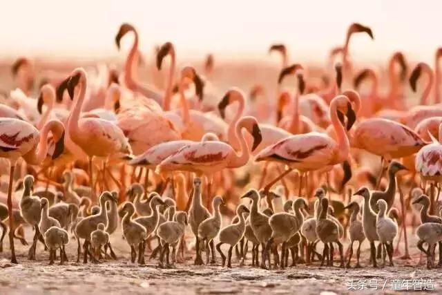 假期一定要带孩子看的5部纪录片,孩子必看的10部自然纪录片