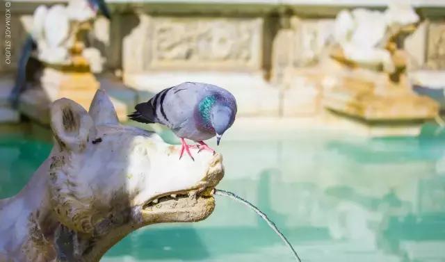 意大利锡耶纳旅行,意大利锡耶纳值得去吗