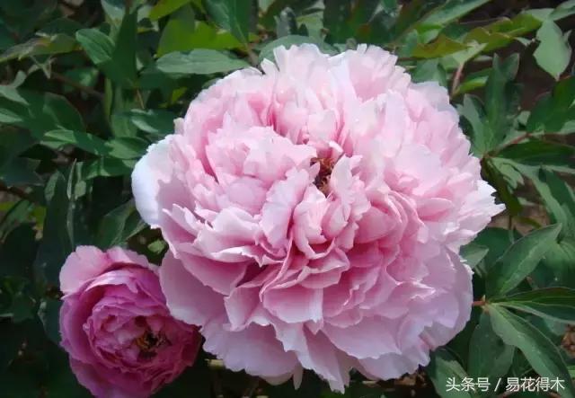 芍药名贵品种图片大全,芍药名贵品种紫袍金带