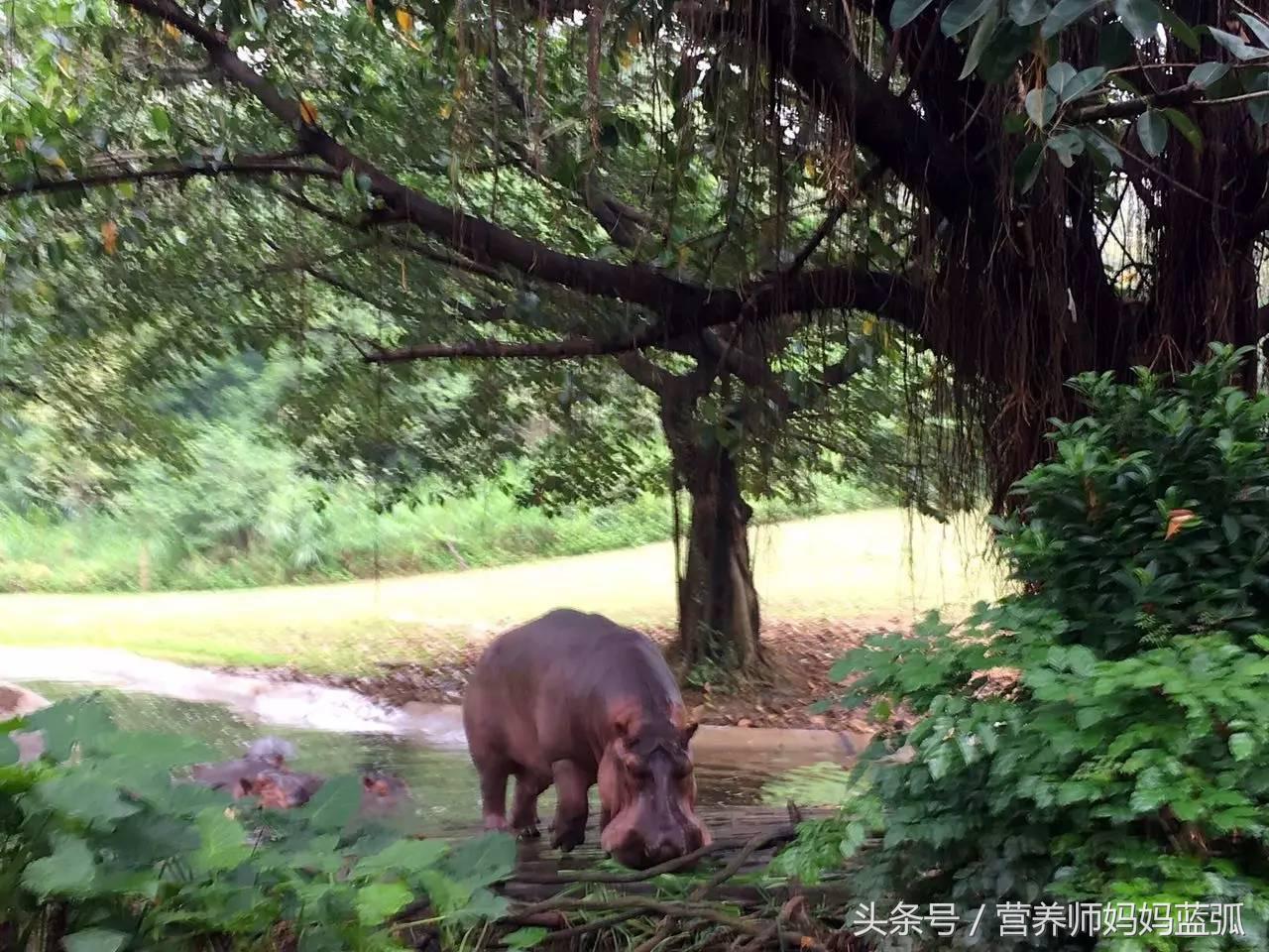 广州长隆海洋王国一日游攻略,广州长隆海洋王国亲子攻略