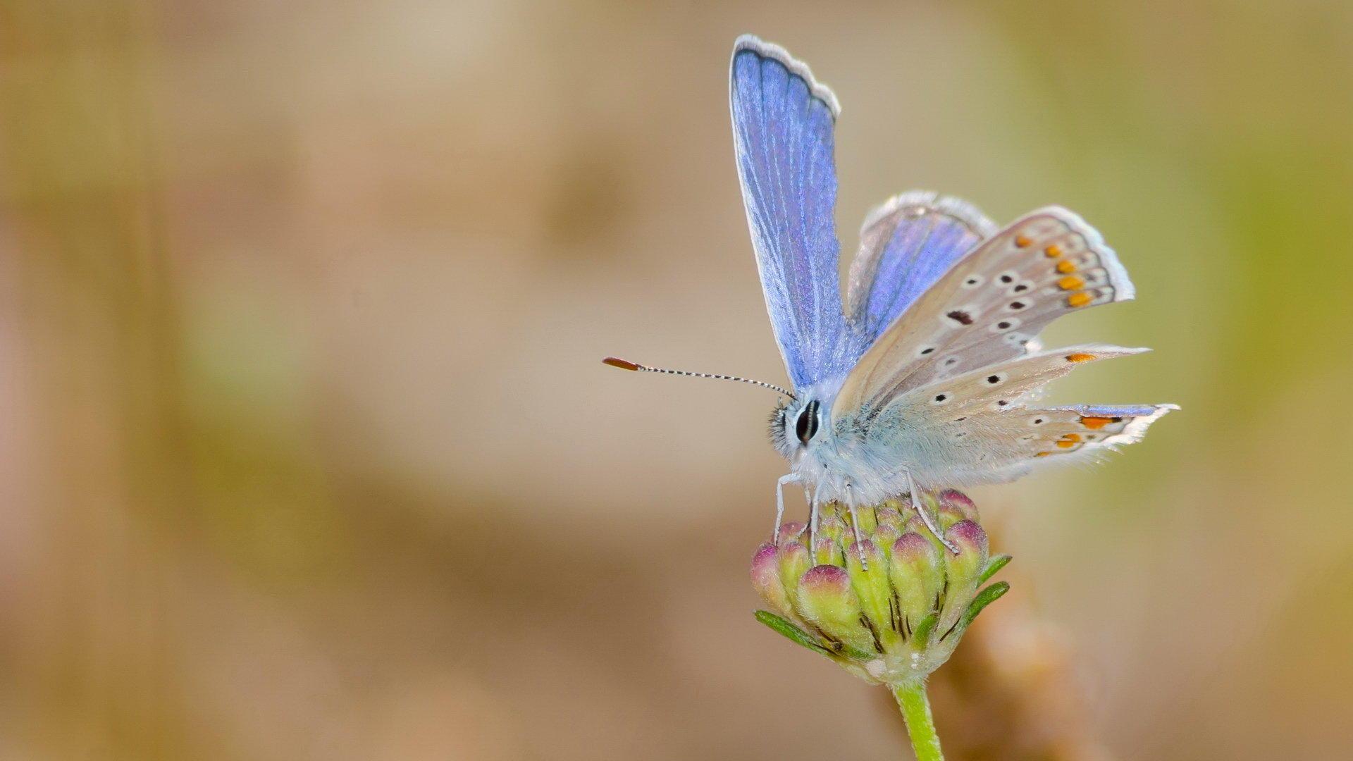 小扇引微凉悠悠夏日长全诗,小扇引微凉悠悠夏日长什么意思