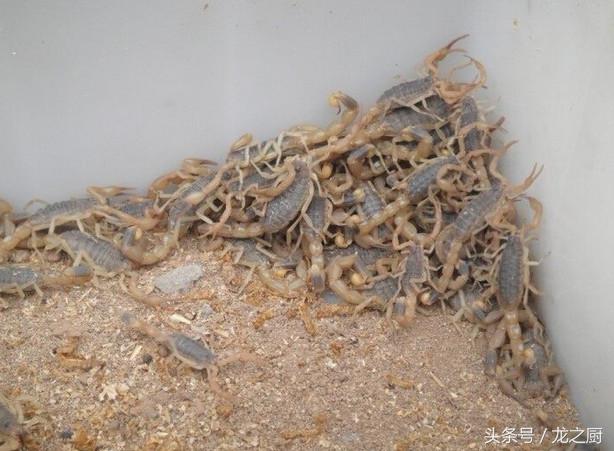 鍐滄皯鍏昏潕鑷村瘜椤圭洰,鍐滄皯鑷村瘜骞村叆鐧句竾