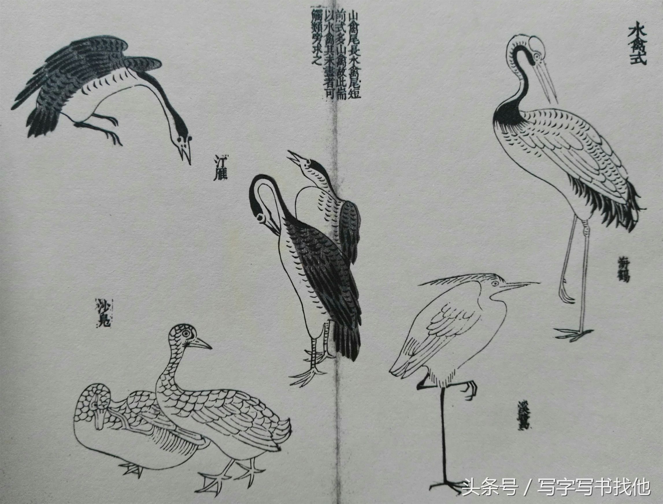 100幅鸟的画法内附绘画步骤,画鸟初学者入门步骤