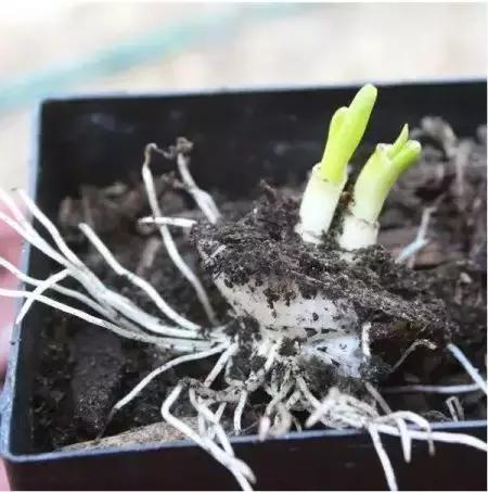 阳台蔬菜的种植方法和步骤,十大阳台蔬菜种植技巧