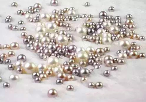 珍珠养殖过程揭秘,珍珠养殖要多久