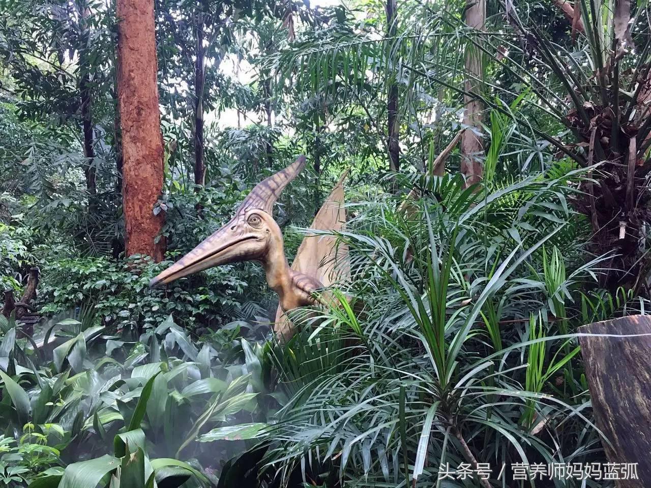 暑假长隆海洋王国游玩感受,海洋王国好玩还是长隆野生动物园