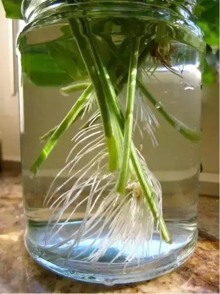 阳台蔬菜的种植方法和步骤,十大阳台蔬菜种植技巧