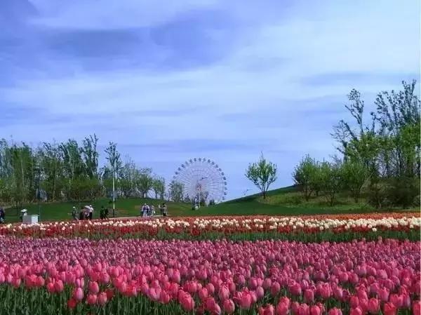 莫负春光辽宁赏花踏青攻略来了,辽宁最美十大花海