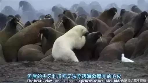 假期一定要带孩子看的5部纪录片,孩子必看的10部自然纪录片