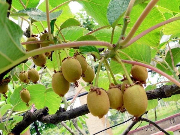 金福猕猴桃抗黄化病吗,猕猴桃黄化病最佳治疗方法