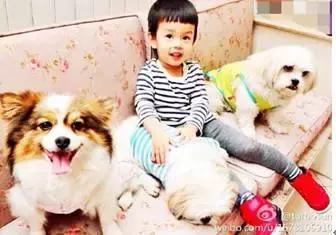 古牧真的很难养吗,古牧被遗弃了