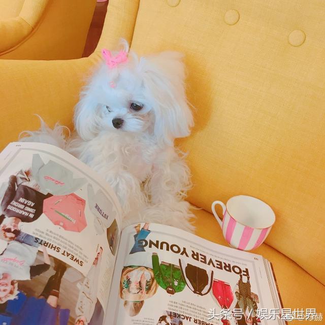 陈赫抱的狗狗,陈赫绑粉发带怀抱小狗