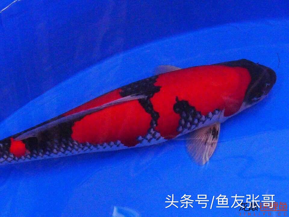 甲硝唑可以治疗锦鲤鱼凸眼吗,锦鲤鱼凸眼鱼胸肿胀什么问题