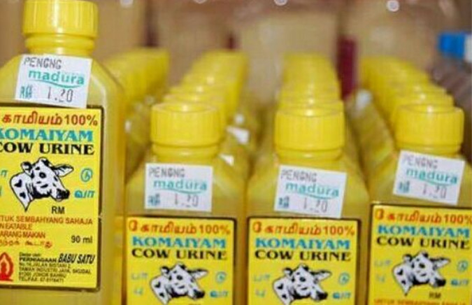 印度人把牛当成饮料喝,印度人用牛尿做食物