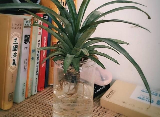 吃完的菠萝怎么才能让它再次生长,吃过的菠萝头可以种出菠萝吗