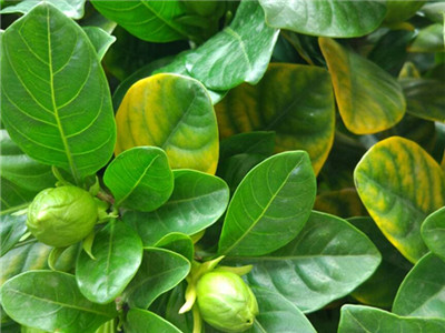 栀子花黄叶什么原因怎样管理才好,栀子花黄叶的原因及处理方法图片