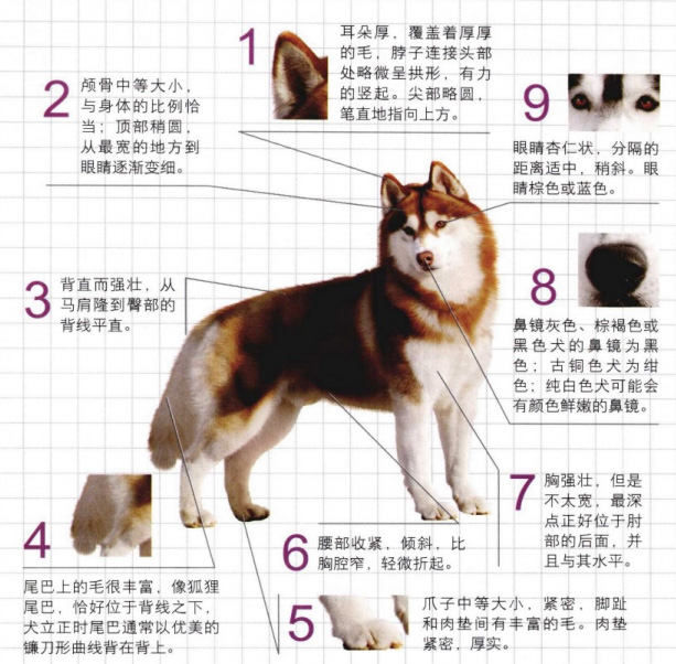 西伯利亚雪橇犬哈士奇领头犬,哈士奇西伯利亚雪橇犬奔跑视频