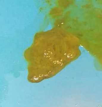 萨摩耶幼犬得了细小治得好吗,小狗狗得了冠状病怎么治