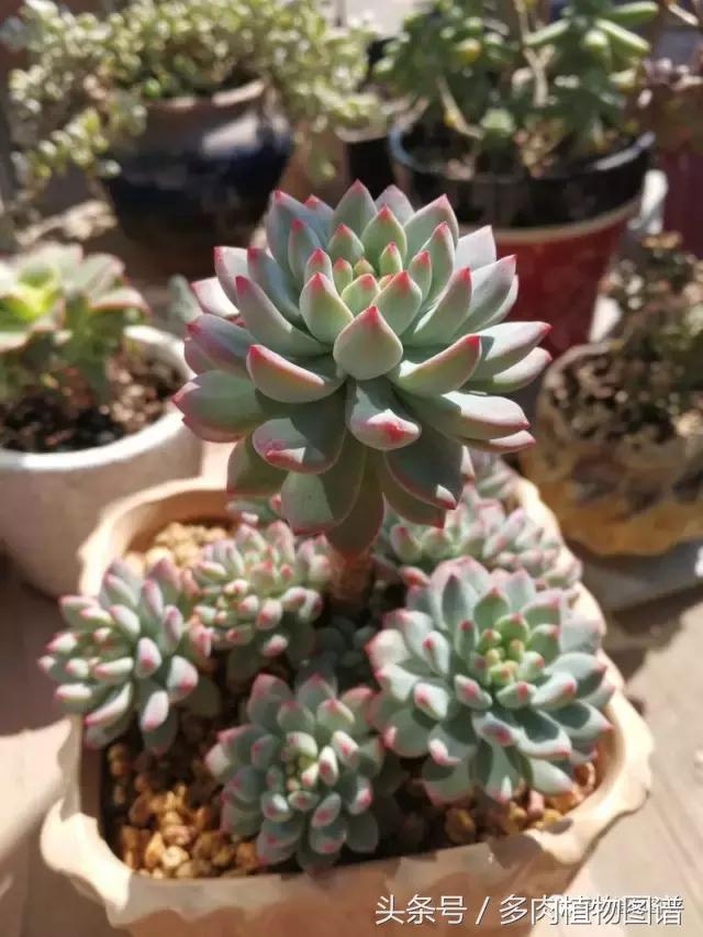 入坑半年的经历,入坑五个月总结