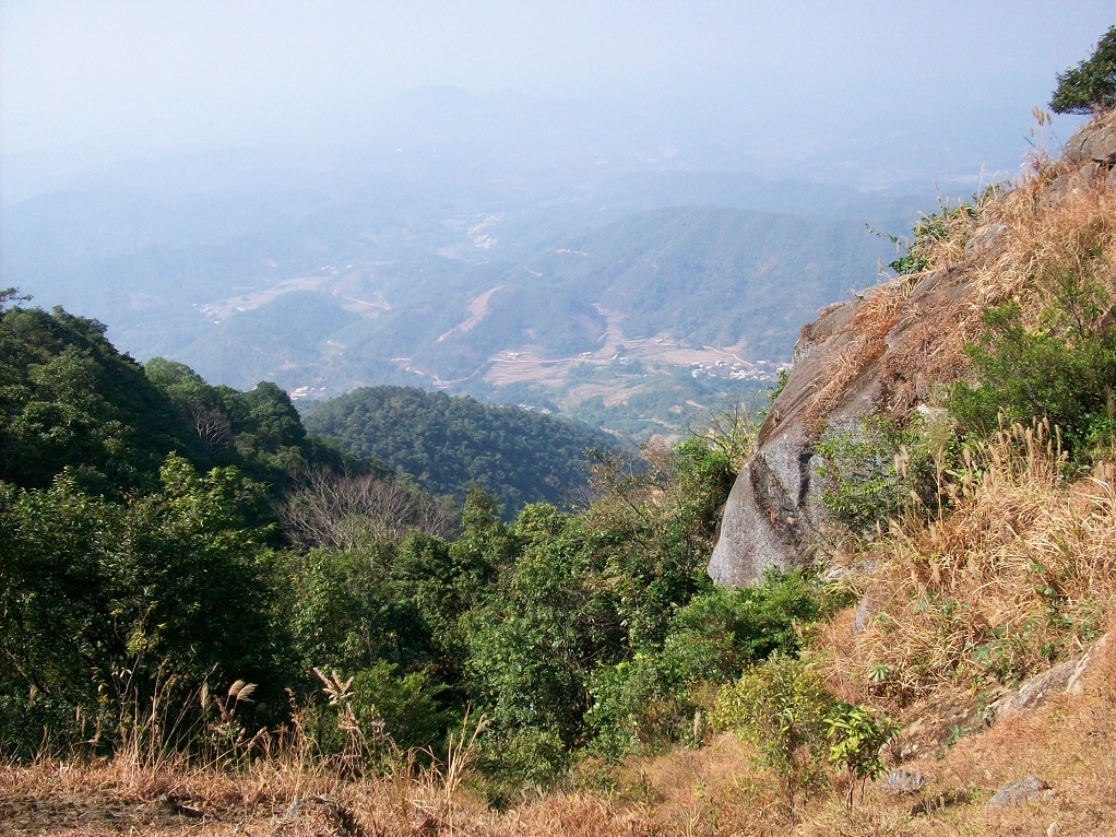 广西博白县桂圆柚之乡,广西博白桂圆2023批发价格