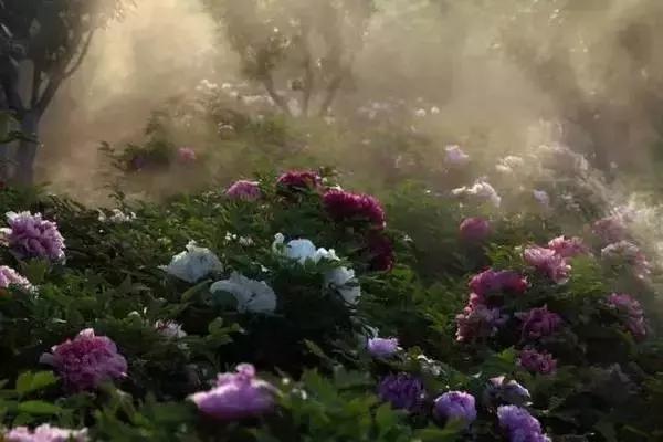 莫负春光辽宁赏花踏青攻略来了,辽宁最美十大花海