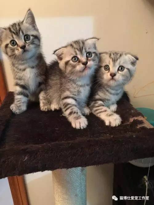 照顾小猫咪日常生活,怎么照顾小猫咪最好的方法