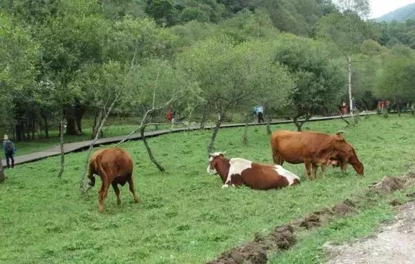 大水川自然风光介绍,大水川景色美吗