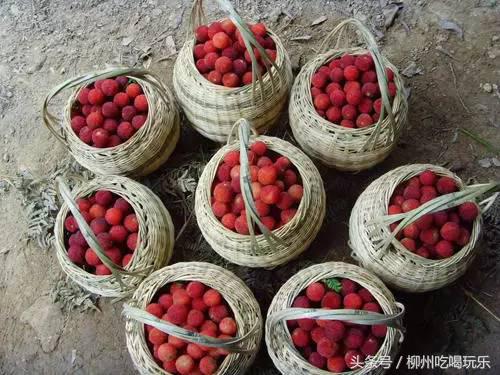 摘杨梅一键成片,杨梅采摘园柳州