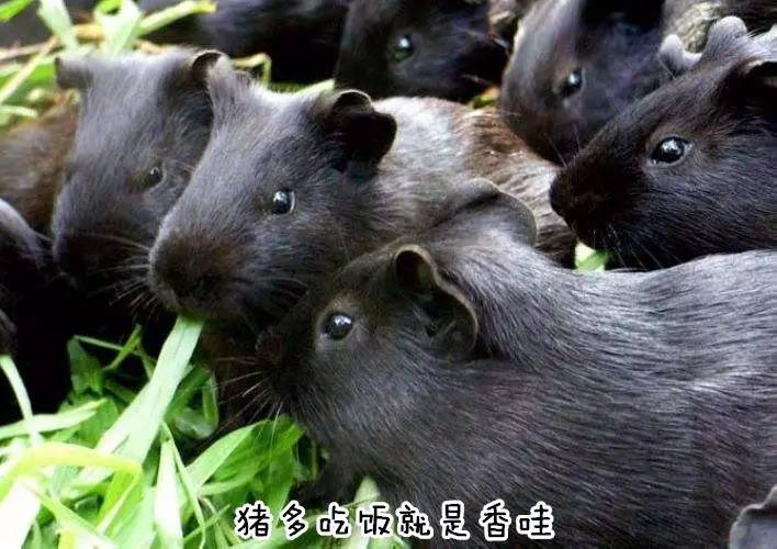 荷兰猪优势与劣势有哪些,荷兰猪的能力有多强