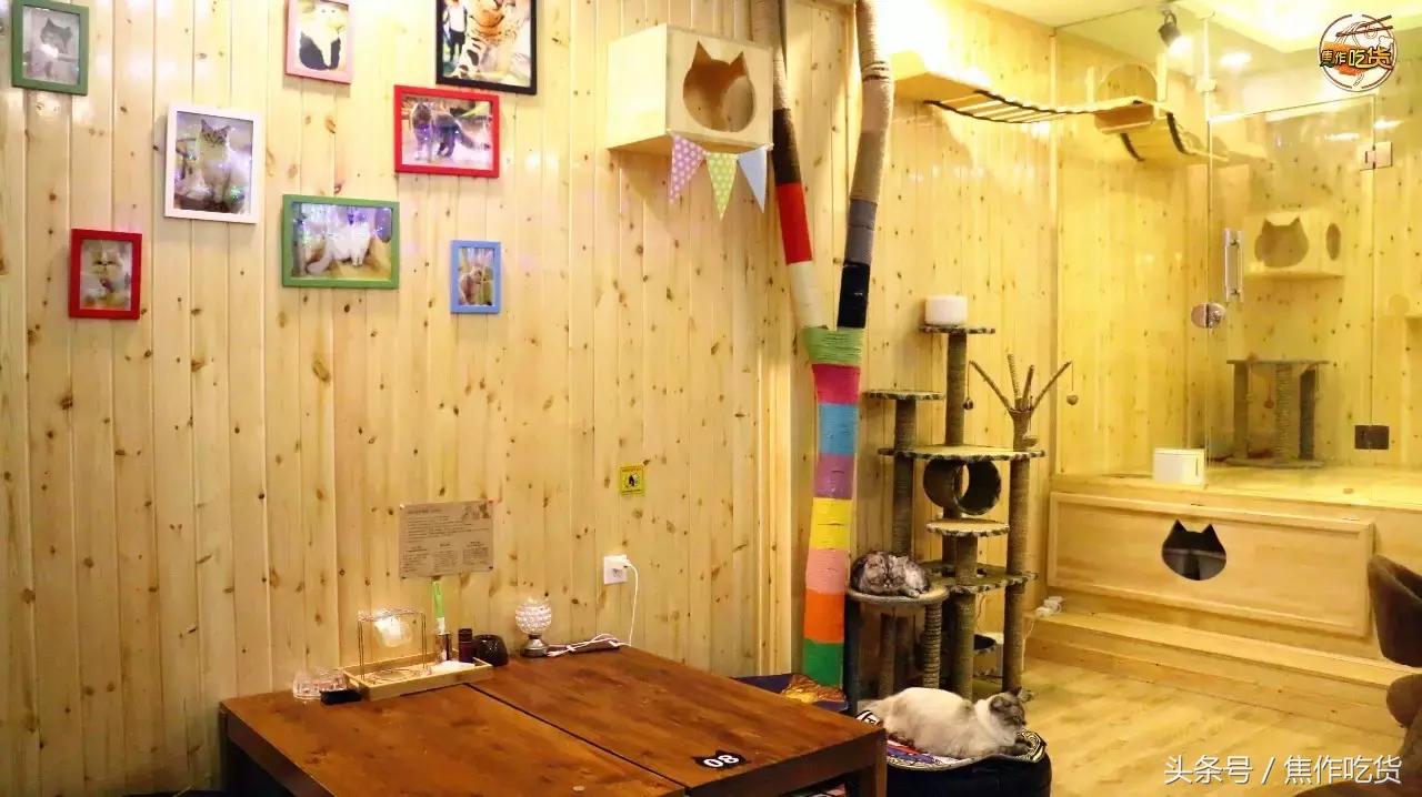 猫咖郑州焦作,焦作猫咖推荐