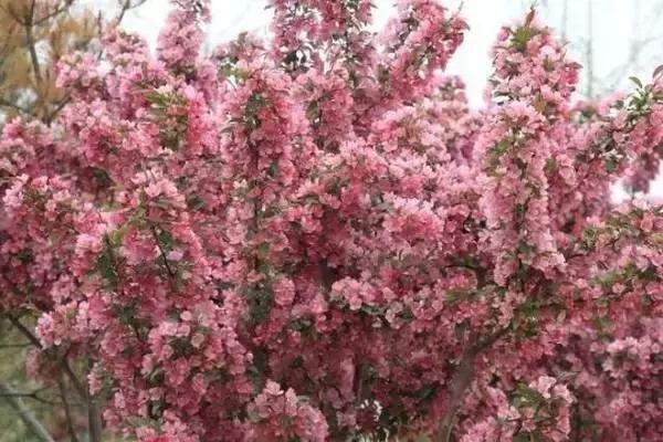 莫负春光辽宁赏花踏青攻略来了,辽宁最美十大花海