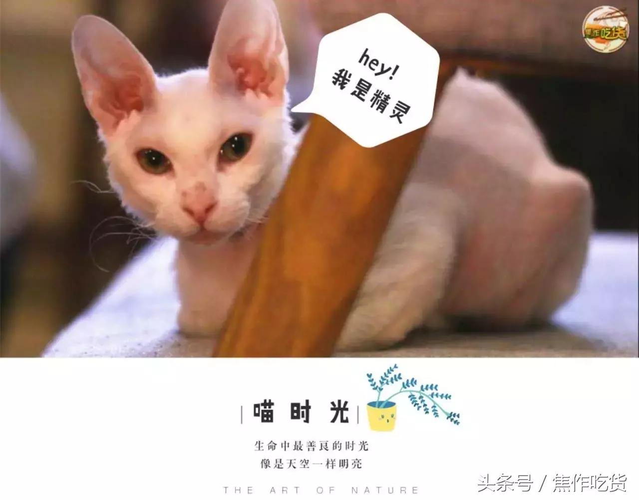 猫咖郑州焦作,焦作猫咖推荐