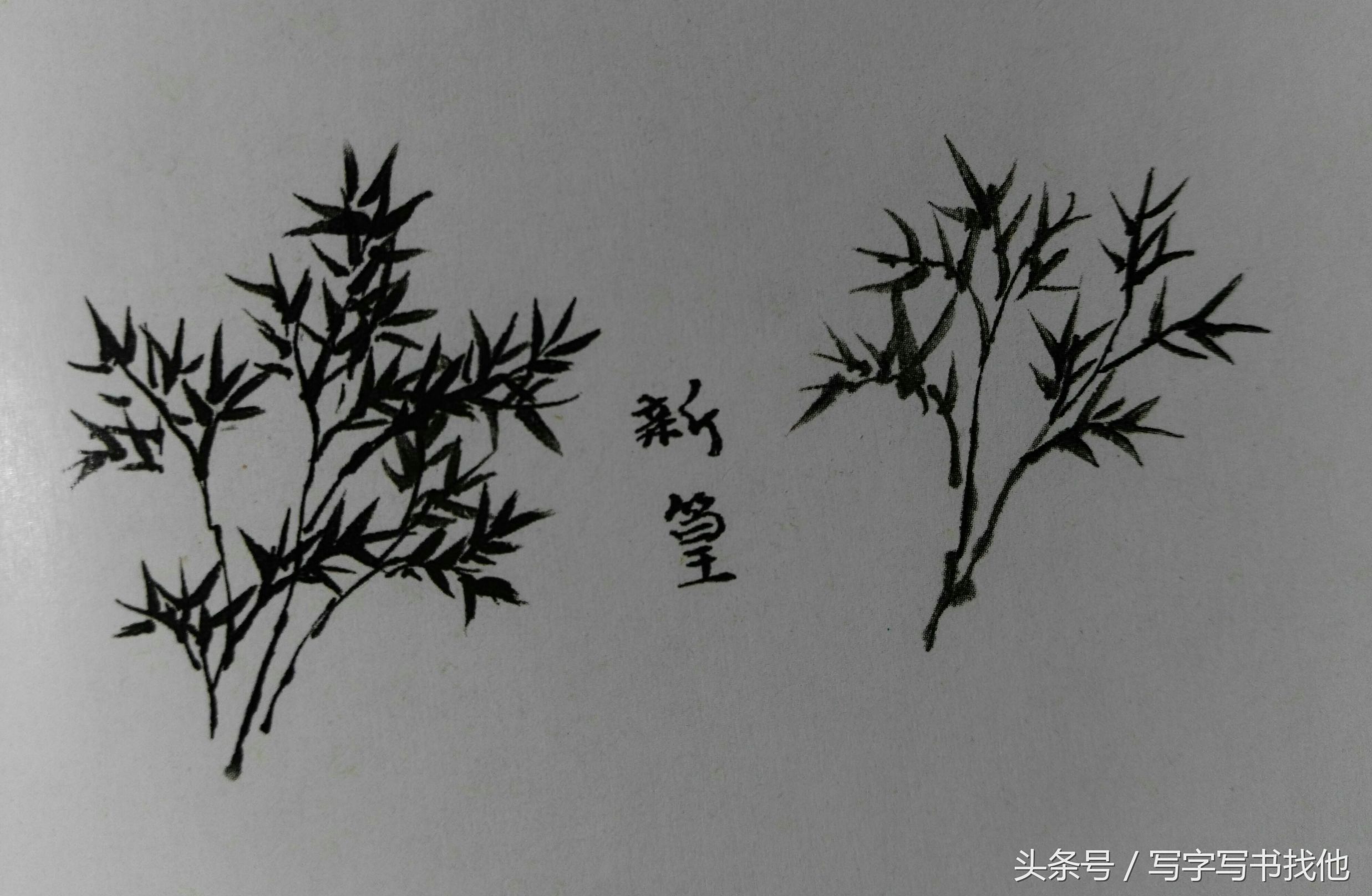 大写意花鸟画技法视频芭蕉,中国画大写意芭蕉叶画法