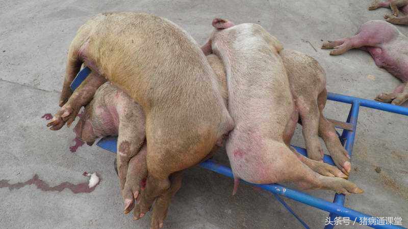 猪喘气腹式呼吸还拉稀,猪由流感引起的咳嗽喘气怎么治疗