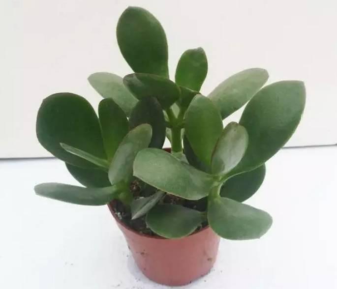 逆天了中国吃货!多肉植物炒肉吃!