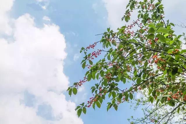 洛阳新安县樱桃采摘园,洛阳樱桃沟摘樱桃