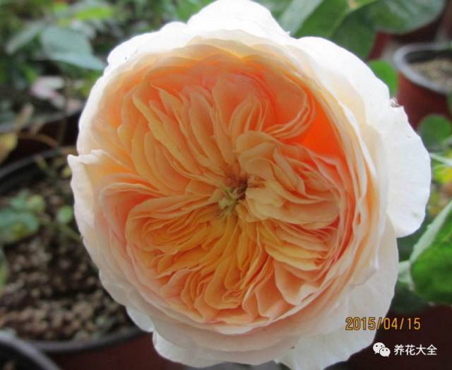 最美的十款月季品种推荐 (十种绝美的月季)