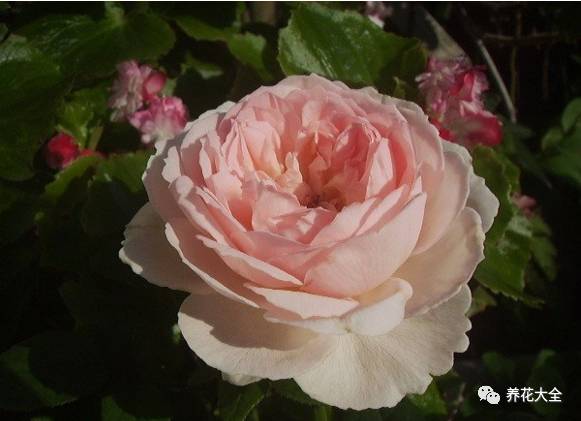 最美最高端的30款月季 (十种绝美的月季)