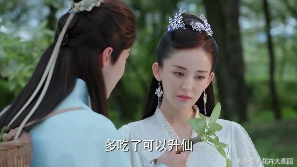 发财树吃多了竟然可以升仙？导演，我读书少你不要骗我！