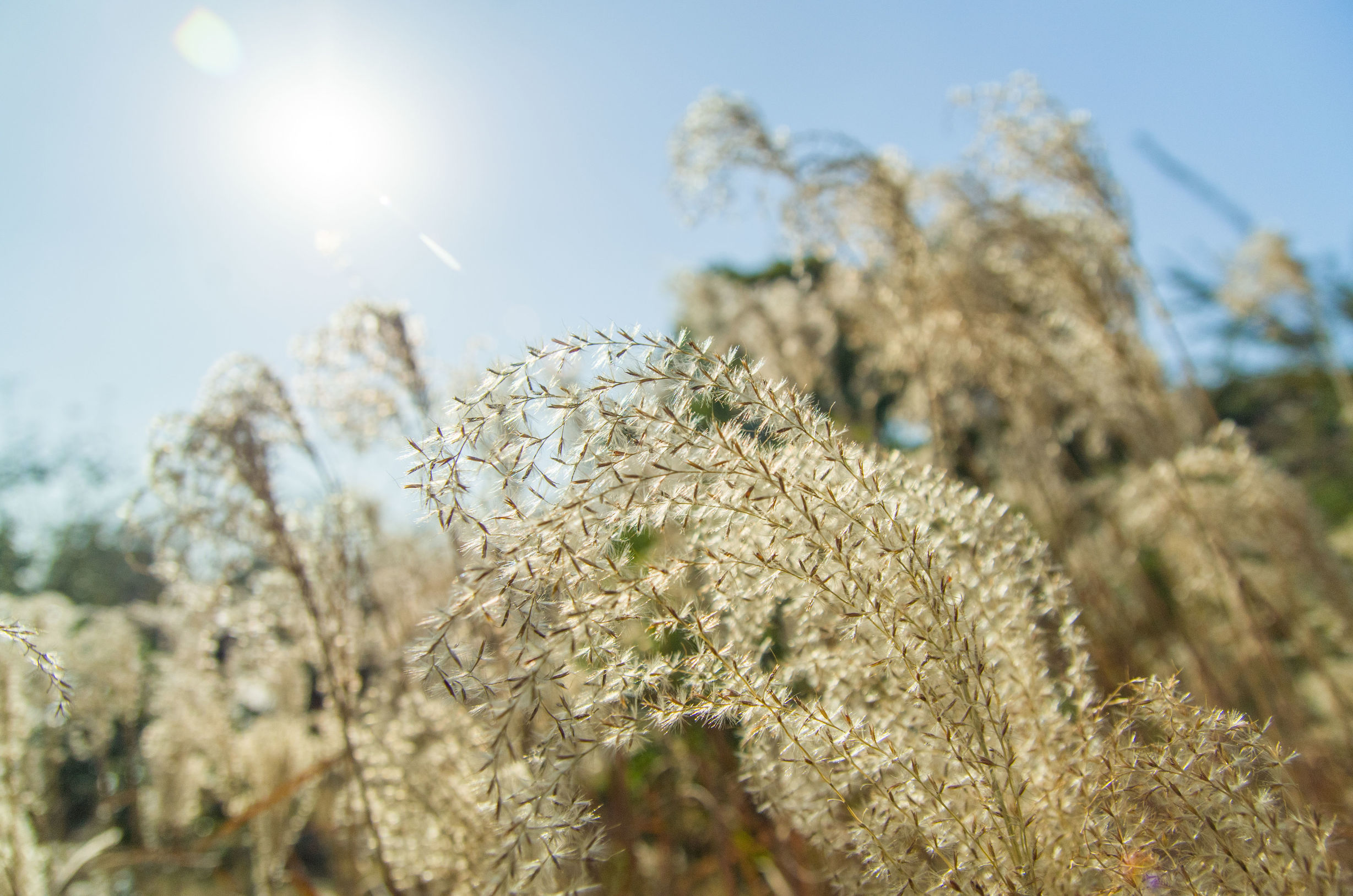 摄影小白推荐相机300左右,拍照好的长焦镜头推荐