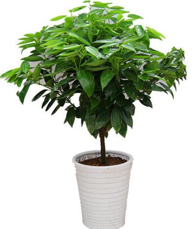 富贵竹发财树八方来财种植环境,富贵竹发财树金钱树哪个好养