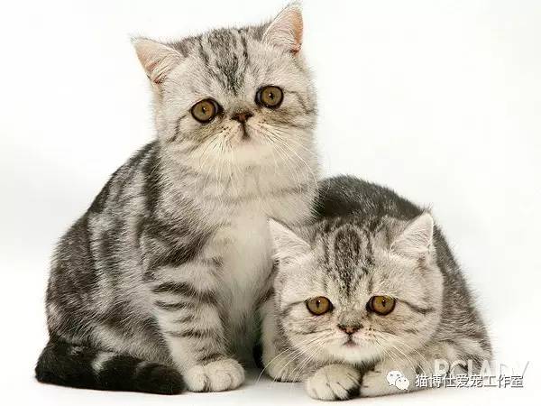 照顾新生小猫咪,怎么照顾小猫咪