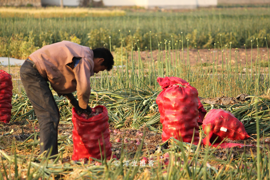 菜贱伤农的原因和对策,简要分析菜贱伤农和菜贵伤民现象