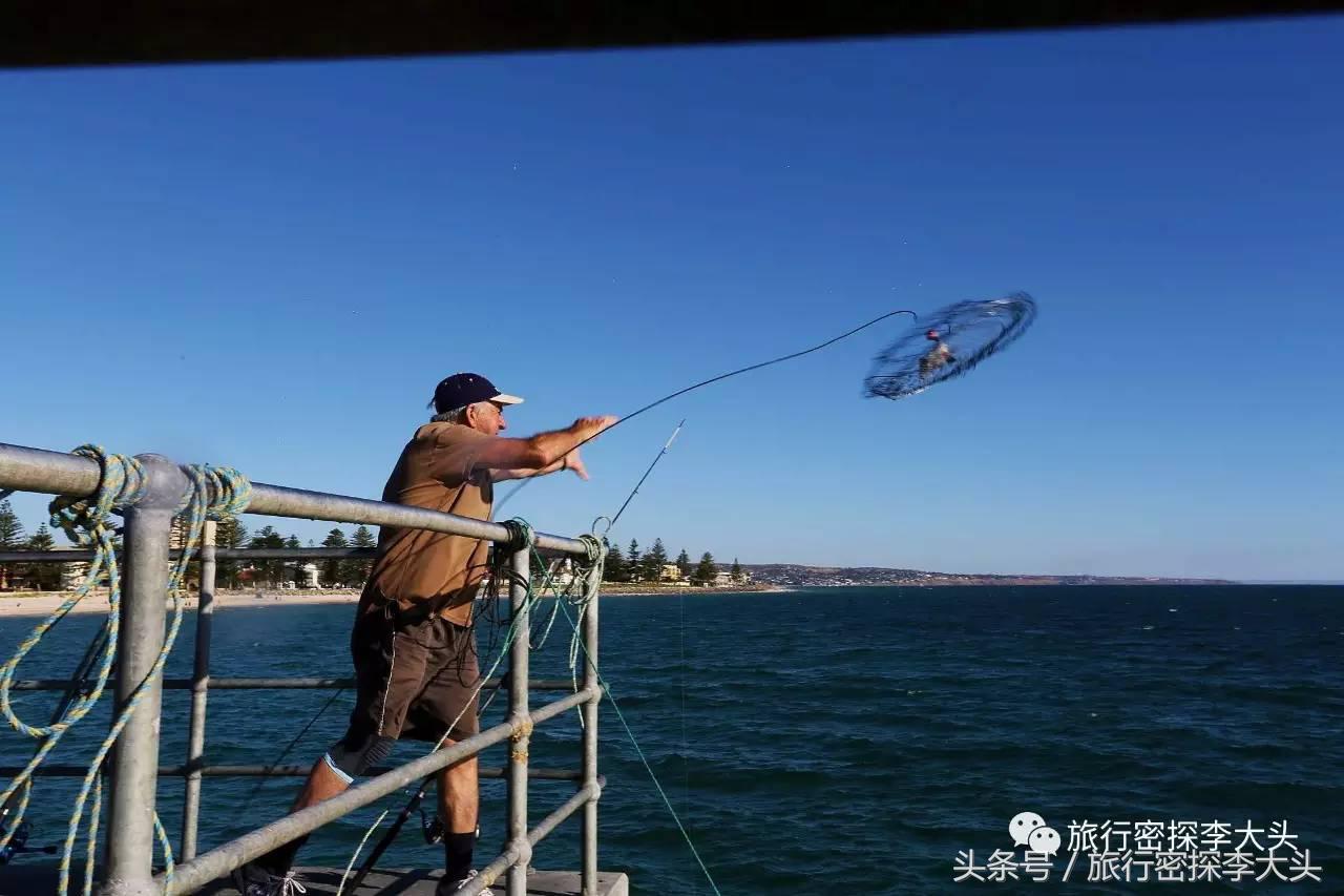 中国哪里可以抱考拉,全球哪里可以抱考拉