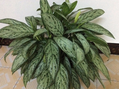 什么植物最吸灰尘最好养,室内吸灰尘最好的无毒植物