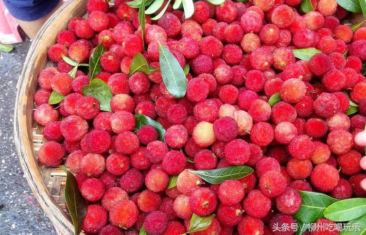 杨梅园采摘柳州,2024年柳州杨梅采摘攻略