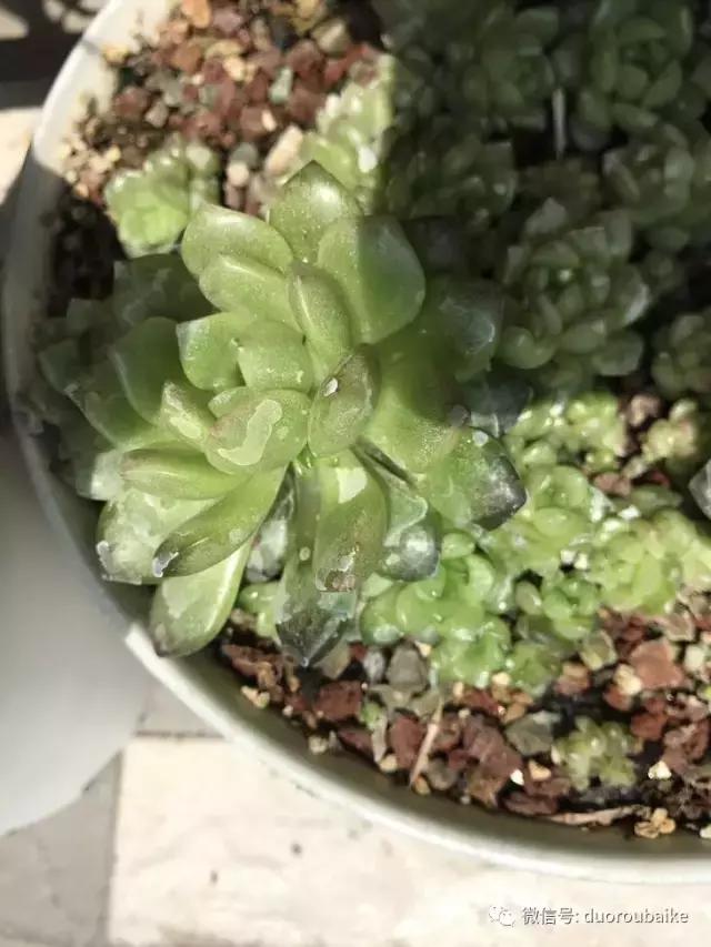 杀虫气雾剂能给多肉喷小黑飞吗,给多肉喷杀虫剂浓度高了有影响吗