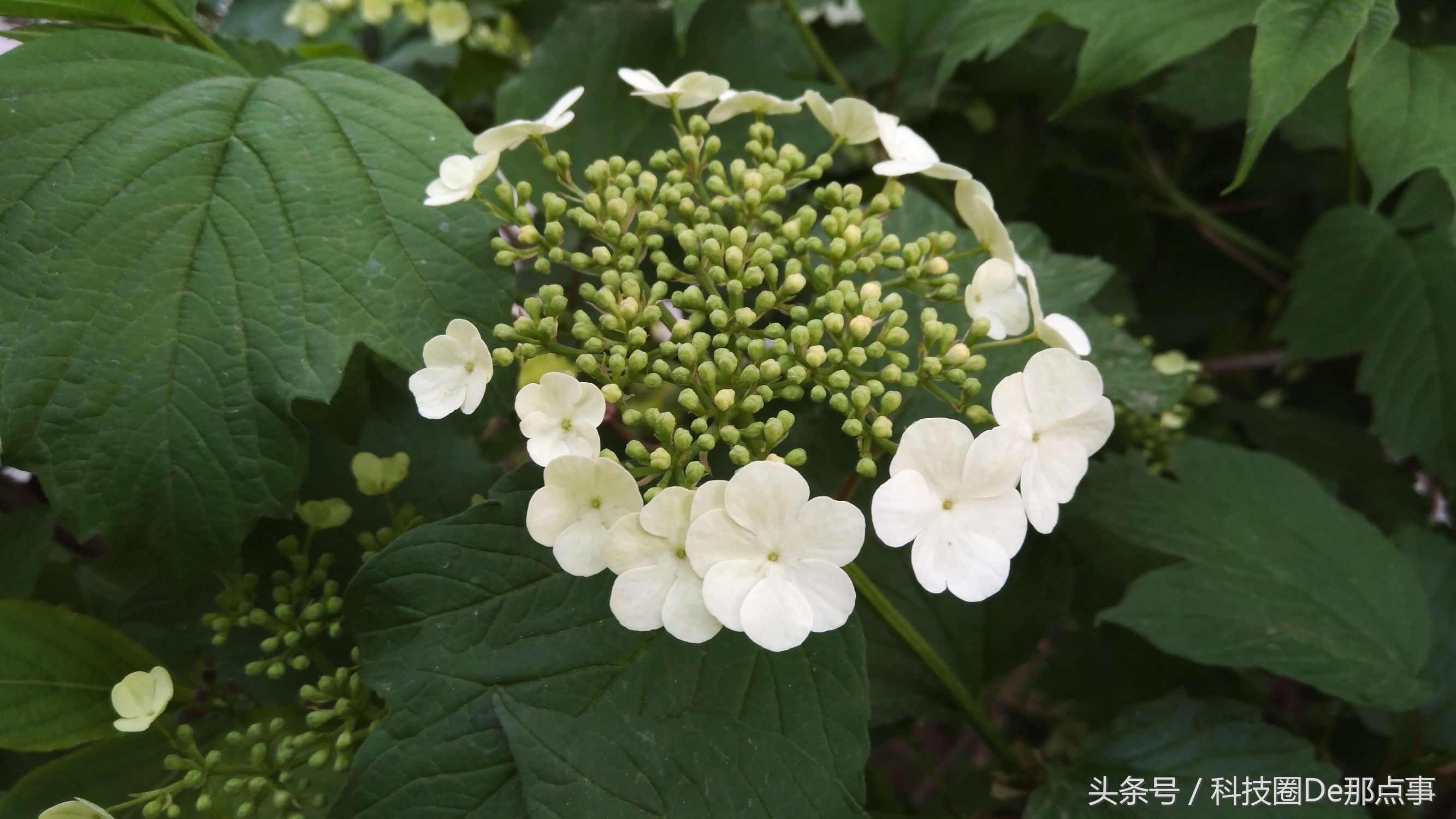 诺基亚nokia6优缺点,诺基亚nokia6值得买吗